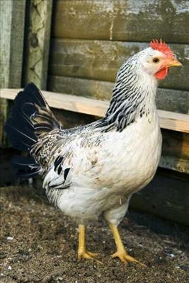 Chicken Poll