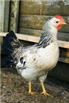 Chicken Poll
