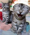Will You Laugh Today?