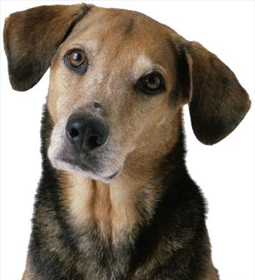 Who Is You Pet Of The Day