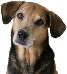 Who Is You Pet Of The Day