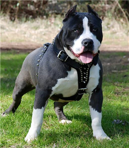 Pitbull Beslemeyi Seviyomusunuz 