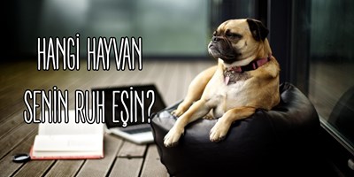 Hangi hayvan ruh eşin