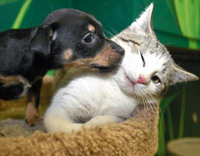 How Much Do You Like Animals?