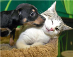 How Much Do You Like Animals?
