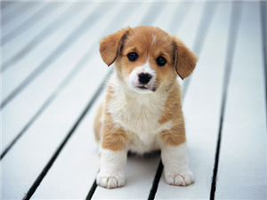 Hangi Köpek Türüsünnn
