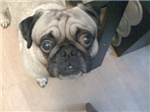 Send A Pug