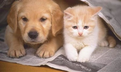 Kedi Mi Köpek Mi ???? 🤔🤔