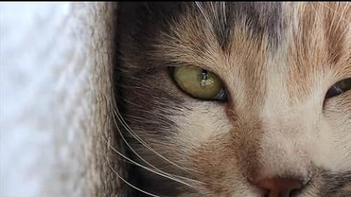Kediiiğğğ 🐱🐱