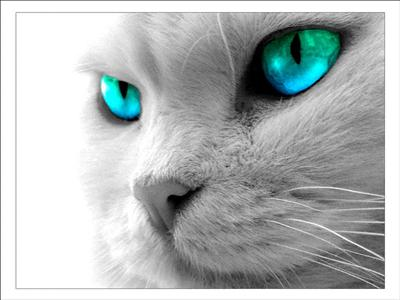 Which Animal Are You Most Like?