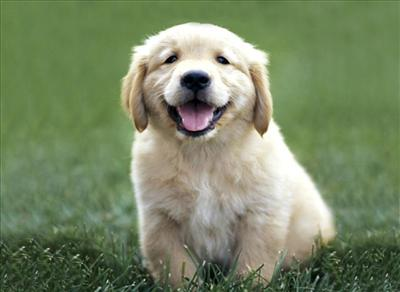 Sana Hangi Köpek Cinsi Uyuyor