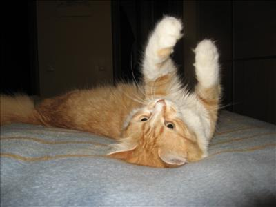 Hangi Kedi Sana Göre?