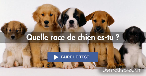 Quel Race De Chien Es-Tu ?
