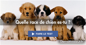 Quel Race De Chien Es-Tu ?