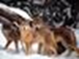 What Wolf Rank Are You?