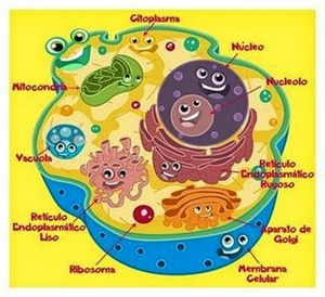 ¿Qué Organelo Eres?