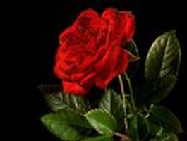 What Type Of Flower Are You?