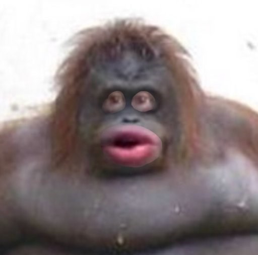 Monke Quiz