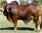 ঈদ মোবারক         প্রিয়াংকাবাসী 
