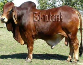 ঈদ মোবারক  প্রিয়াংকাবাসী