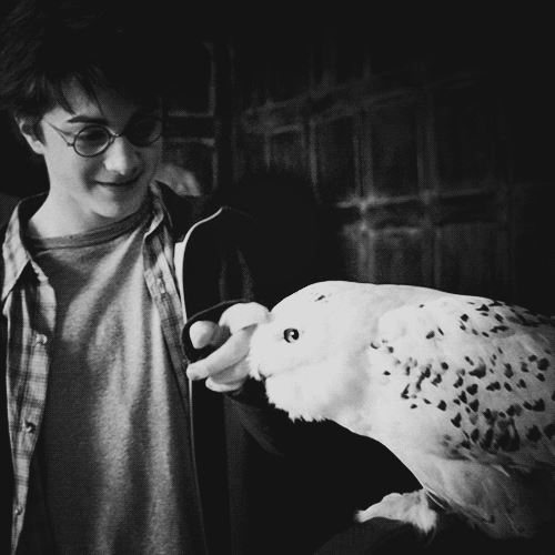 Potterhead Misin?