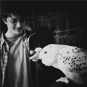 Potterhead Misin?