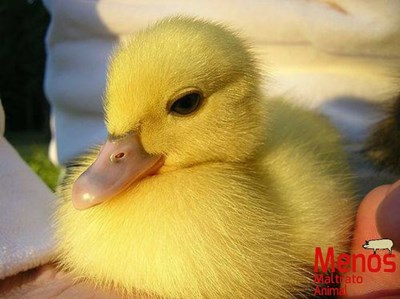 Que Pato Eres