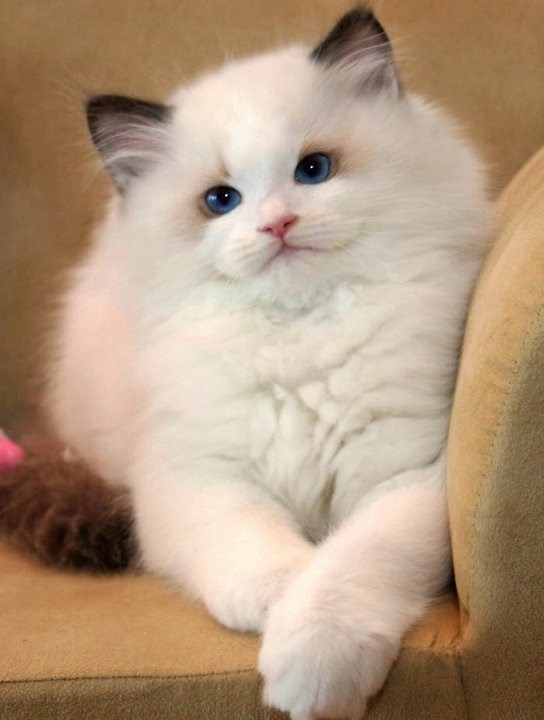 Anda Penyuka Kucing Sejati?