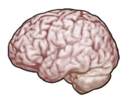 Quanti Anni Ha Veramente Il Tuo Cervello?