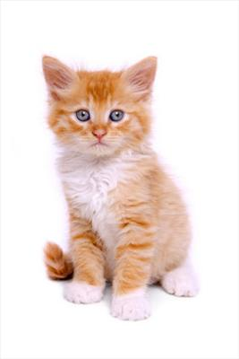 Is Your Cat Plotting To Kill You?