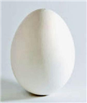 Uovo O Frittata