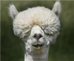 Llama Sender