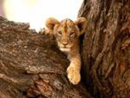 Which Baby Animal Are You?