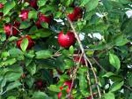 What Is Your Tree Type And What Does It Mea