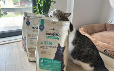 Hangi kedi turusun