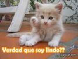Lindo O Fachero