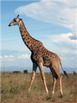 Gifted Animals