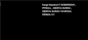 Hangi Köpeksin