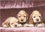 Hangi Köpeği Daha Çok Seviyorsun Ve Sana Uygun ?