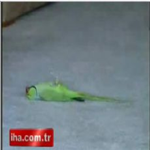 Ne Kadar Abazasın :D
