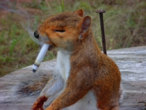 Weed Tester