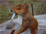 Weed Tester