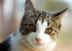 What Pet Should You Have?