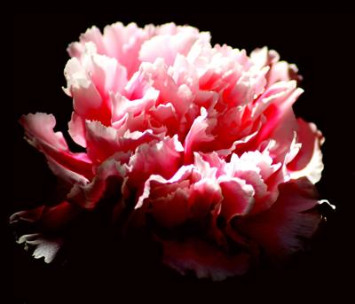 What Flower Are You?