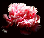 What Flower Are You?