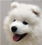 Sweety Samoyed
