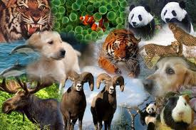 Que Animal Eres