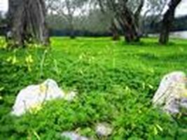 Cosa Saresti Nel Mondo Vegetale?