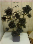 Sondagem Produtos Plantarte