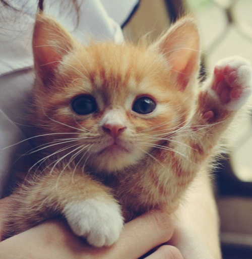 Que Tipo De Neko Eres?